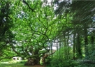 Chêne de 1500 ans, Bretagne, côtes d'Armor, Bulat-Pestivien, France